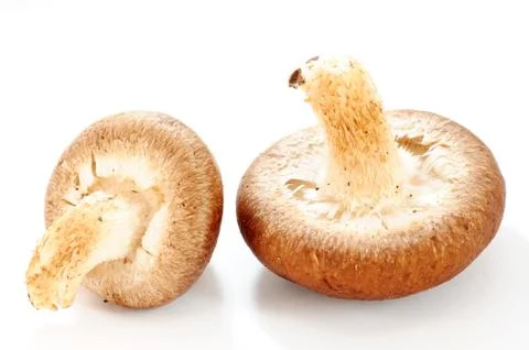 Mushroom Stock Photos