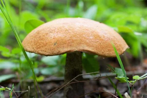 Mushroom Stock Photos