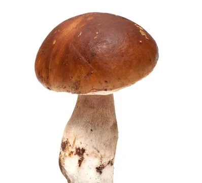 Mushroom. Stock Photos