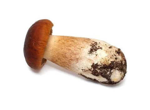 Mushroom. Stock Photos