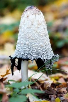 Mushroom Foto stock