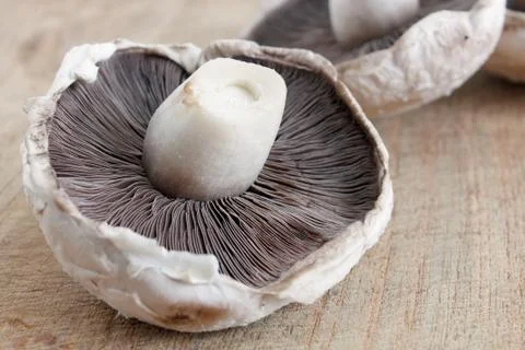Mushroom Stock Photos