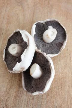 Mushroom Stock Photos