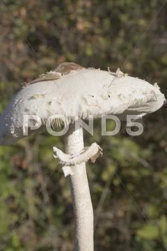Mushroom Stock Photos