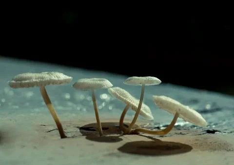 Mushroom Stock Photos