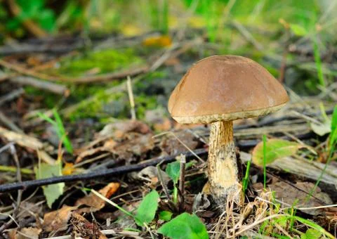 Mushroom Foto stock