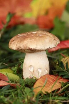 Mushroom Stock Photos