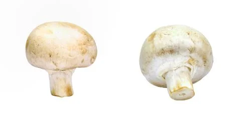 Mushroom Stock Photos