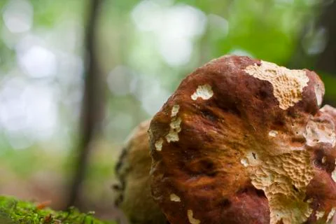 Mushroom Stock Photos