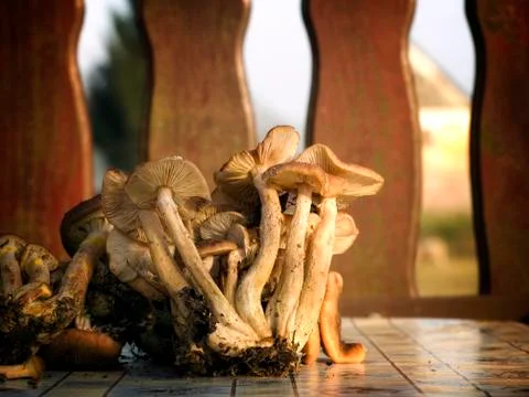 Mushroom Stock Photos