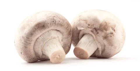 Mushroom Stock Photos