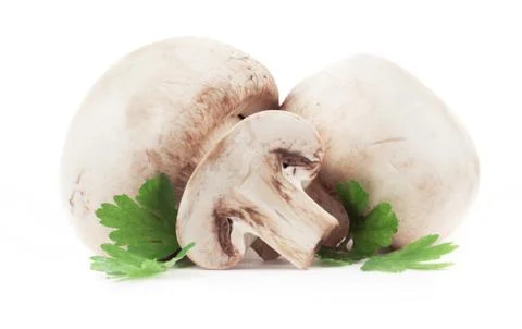 Mushroom Stock Photos