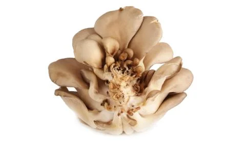 Mushroom Stock Photos