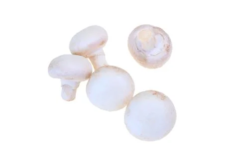 Mushroom Stock Photos