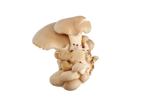 Mushroom Stock Photos