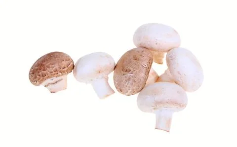 Mushroom Stock Photos