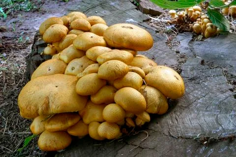 Mushroom Stock Photos