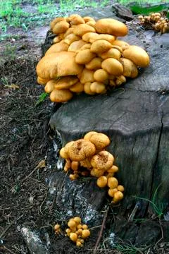 Mushroom 写真素材