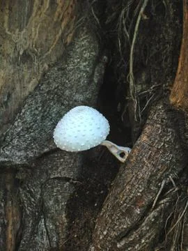 Mushroom Stock Photos