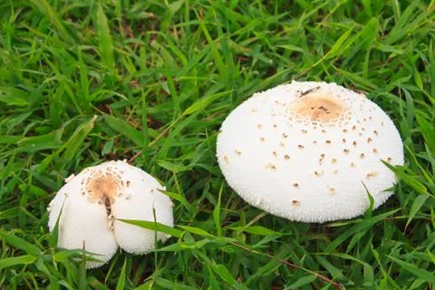 Mushroom Stock Photos