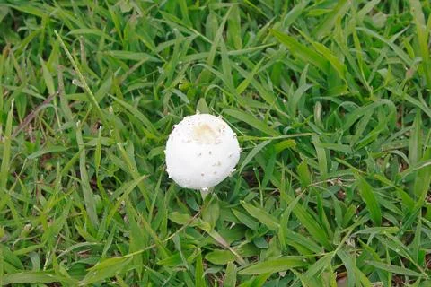 Mushroom Photos