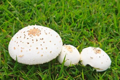 Mushroom Stock Photos