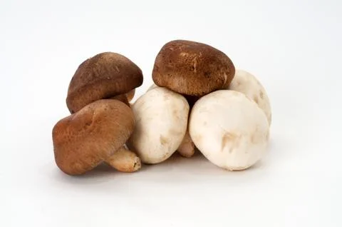 Mushroom Stock Photos
