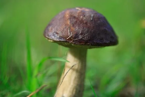 Mushroom Stock Photos