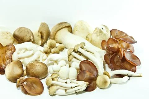 Mushroom Stock Photos