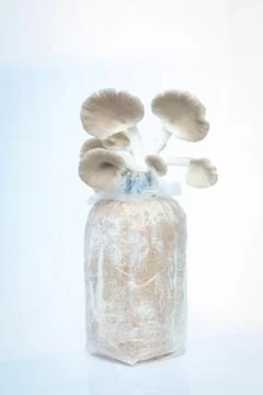 Mushroom Stock Photos