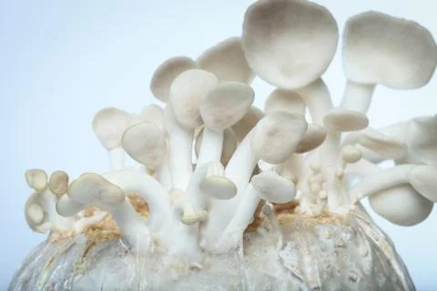 Mushroom Stock Photos
