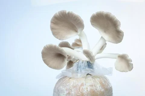 Mushroom Stock Photos