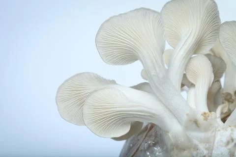 Mushroom. Stock Photos