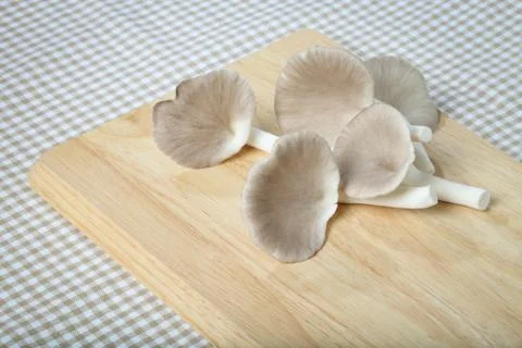 Mushroom. Stock Photos