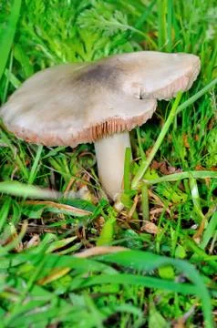 Mushroom Stock Photos