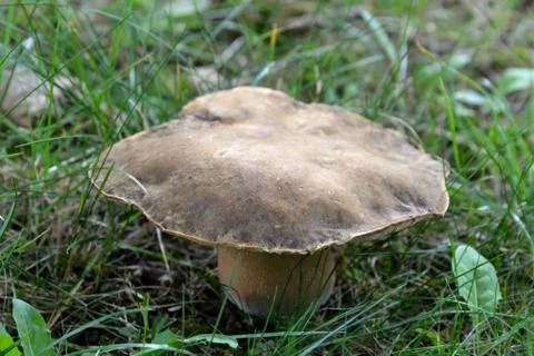 Mushroom Fotos de archivo