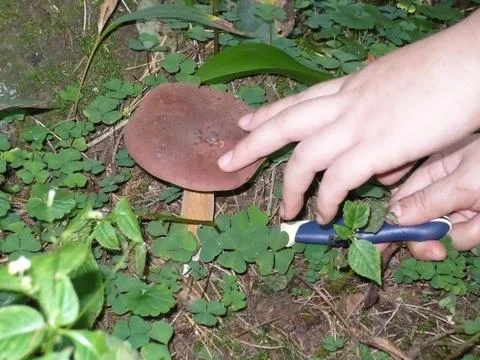 Mushroom Stock Photos
