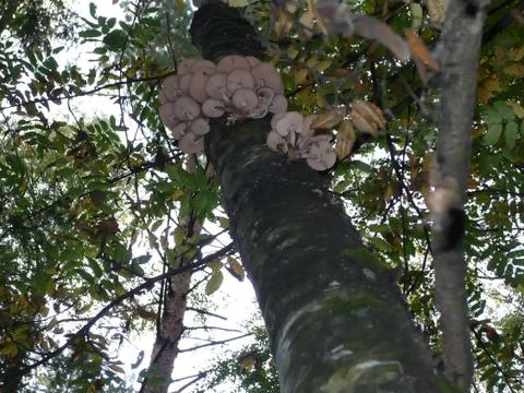 Mushroom Stock Photos