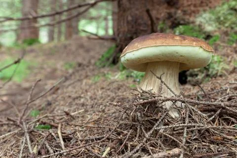 Mushroom Stock Photos