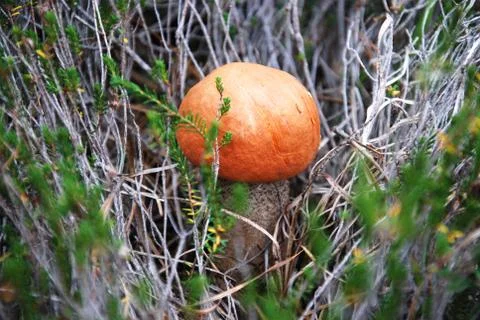 Mushroom 스톡 사진