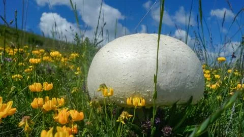 Mushroom 写真素材
