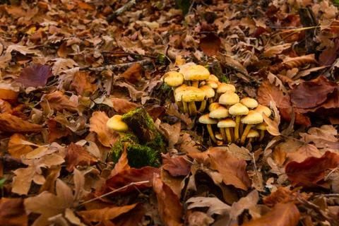 Mushroom Stock Photos