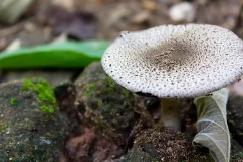 Mushroom Stock Photos