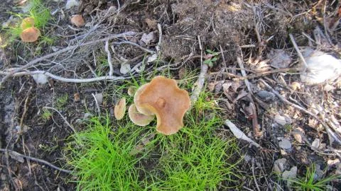 Mushroom 스톡 사진