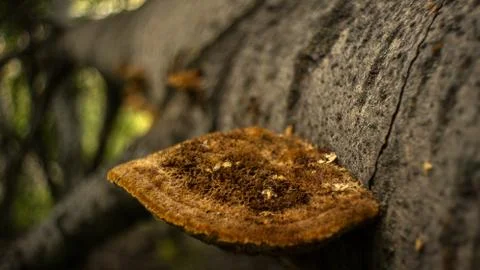 Mushroom 写真素材