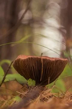 Mushroom 写真素材