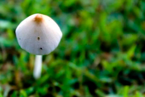 Mushroom Stock Photos