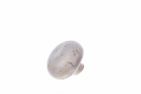 Mushroom Stock Photos