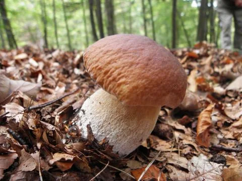 Mushroom 스톡 사진
