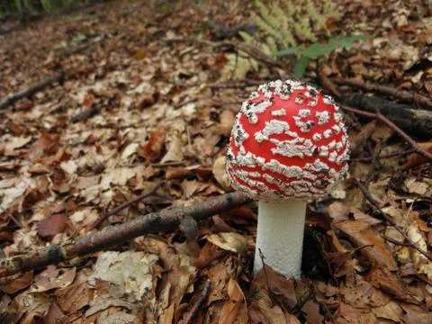 Mushroom 스톡 사진